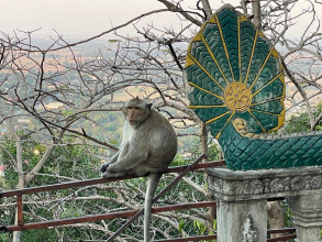 A Temple with monkeys, who’d a thought it?