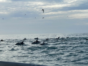 Dolphins at sunrise